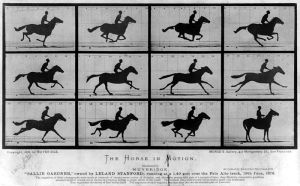 Muybridge Muybridge