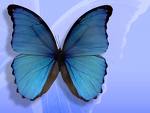 bluebutterfly